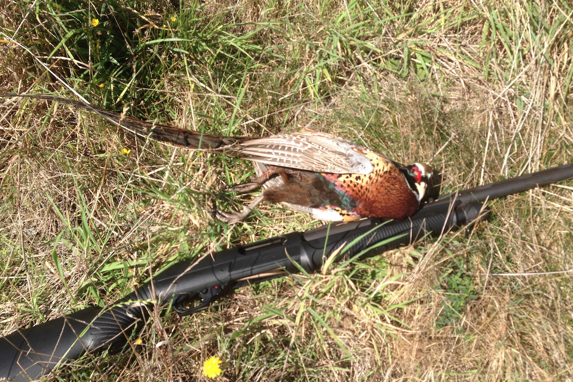 Pheasant and Benelli Nova Hunt