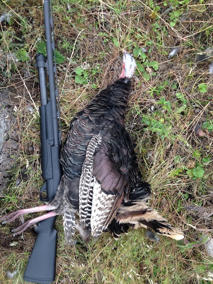 Turkey and Benelli Nova Fall Turkey Hunt